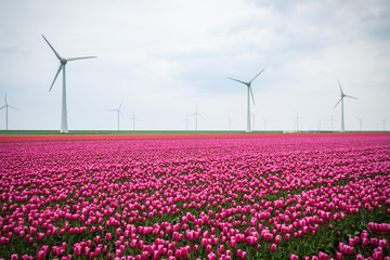 Windmills/windturbines among colorful (pin/purple) tulip fields around the town Urk, the Netherlands