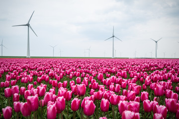 Windmills/windturbines among colorful (pin/purple) tulip fields around the town Urk, the Netherlands