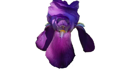 blue iris on white background