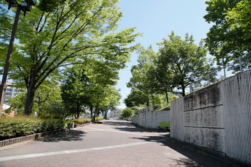 新緑と散策路　新緑の並木道　新緑　散策路　並木道　道路