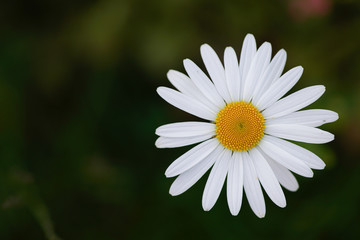 Fototapeta premium Single isolated daisy. Dark background.