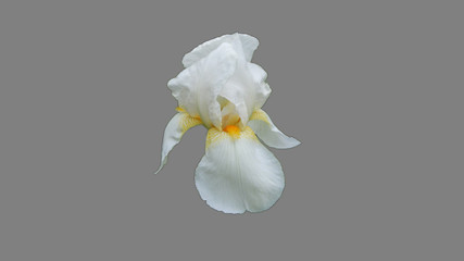 white iris isolated on gray background