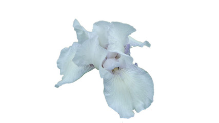 blue iris on white background