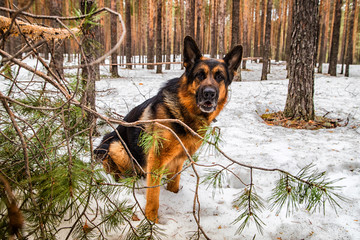 Dog German Shepherd in the forest in an early spring