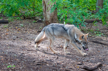 Naklejka na ściany i meble Young wolf in the forest