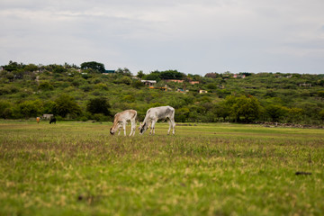 Fototapeta premium Vacas pastando