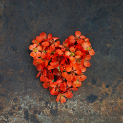 Fototapeta premium Heart of bright orange flowers on the textured rust background