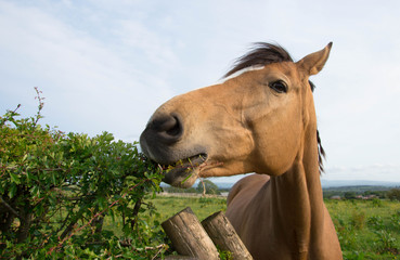horse eating hedgerow