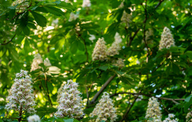 Blooming flowers on branch of chestnut tree
