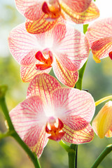 Most commonly grown house plants. Orchids gorgeous blossom close up. Orchid flower pink and yellow bloom. Phalaenopsis orchid. Botany concept. Orchid growing tips. How take care orchid plants indoors