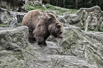 Naklejka na ściany i meble Adult brown bear in natural environment. Animal rights. Friendly brown bear walking in zoo. Cute big bear stony landscape nature background. Zoo concept. Animal wild life