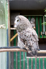 Wild life. Gorgeous big bird sit in cage. Calm and peaceful. Ornithology concept. Owl outdoor shot. Owl typical species for many countries. Owl in zoo cage. Animal shot capturing owl