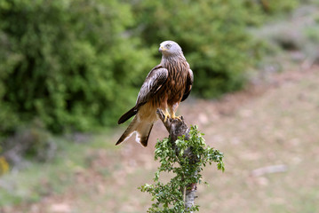 Red Kite, Milvus milvus, raptor