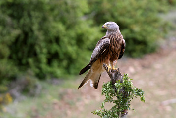 Red Kite, Milvus milvus, raptor, birds