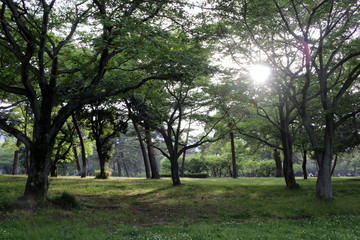 Fototapeta na wymiar The trees and sun ray during the start of spring season