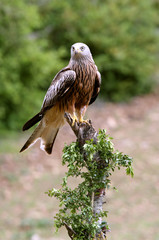 Red Kite, Milvus milvus,