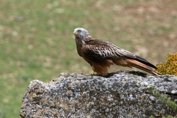 Red Kite, Milvus milvus, raptor, birds