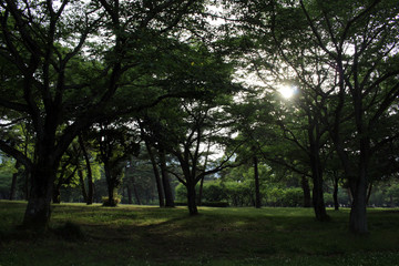 Fototapeta na wymiar The trees and sun ray during the start of spring season