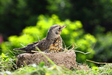 Nestling thrush Fieldfare in a nest