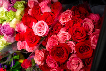 Several red shade varieties of roses
