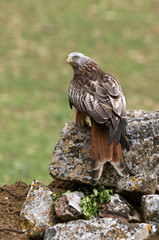 Red Kite, Milvus milvus