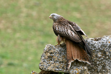 Red Kite, Milvus milvus, raptor, birds