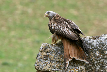 Red Kite, Milvus milvus,