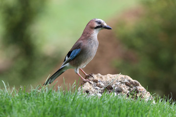Jay, Garrulus glandarius