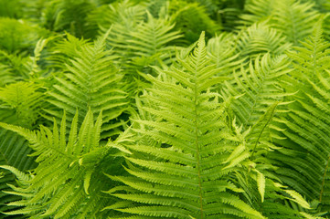 Beautiful ferns leaves green foliage nature. Floral fern background. Ferns leaves green foliage. Tropical leaf. Exotic forest plant. Botany concept. Ferns jungles. Vibrant ferns close up