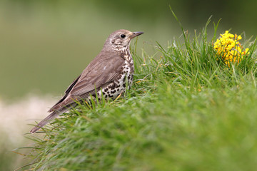 Mistle thrush, Turdus viscivorus, birds