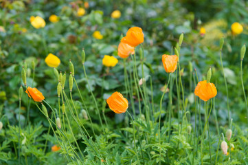 Orange poppies field. Yellow poppy with green leaves. Poppy flowers in spring or summer bloom. Flowers blossoming Flower shop. Summer and spring season. Natural beauty. Poppy blossom