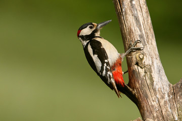 Male of Great spotted woodpecker, Dendrocopos major,