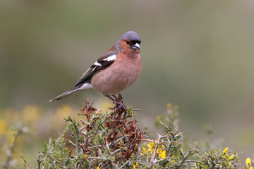 Male of Common chaffinch, Fringilla coelebs