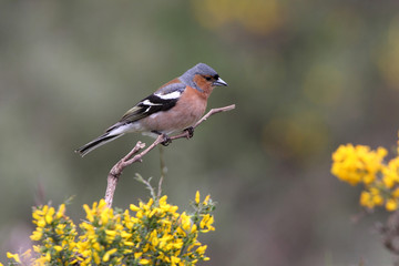 Common chaffinch, Fringilla coelebs, birds