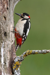 Male of Great spotted woodpecker, Dendrocopos major,