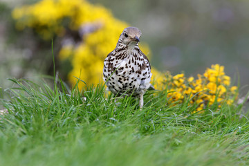 Mistle thrush, Turdus viscivorus, birds
