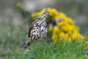 Mistle thrush, Turdus viscivorus, birds