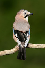 Jay, Garrulus glandarius