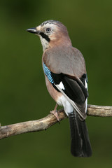 Jay, Garrulus glandarius