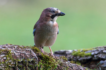 Jay, Garrulus glandarius, corvidade, birds