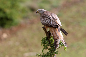 Red Kite, Milvus milvus,