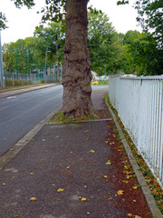 Fototapeta premium Baum auf Gehweg