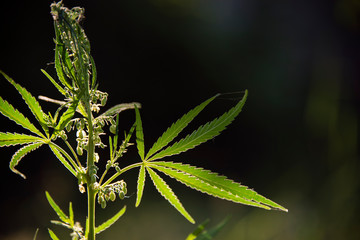 Openwork sheet of hemp. A branch of hemp in the sun. Medicinal herb of the southern region. Light bokeh, openwork leaf of hemp bush.