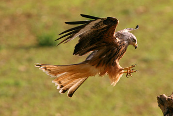 Red Kite, Milvus milvus,
