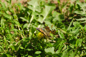 painted lady on the flower, Cynthia