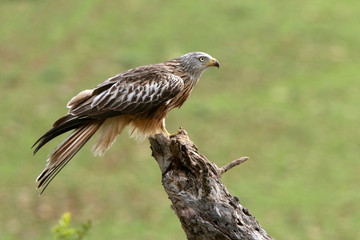 Red Kite, Milvus milvus