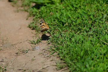 flying painted lady, Cynthia insect