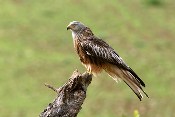 Red Kite, Milvus milvus,