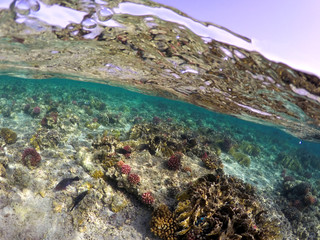 Naklejka na ściany i meble Wonderful and beautiful underwater world with corals and tropical fish.