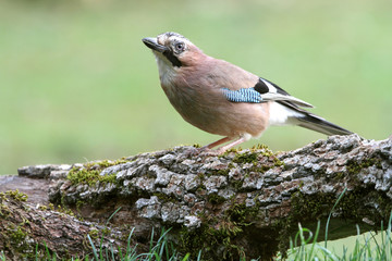 Jay, Garrulus glandarius